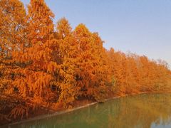 -上海海湾国家森林公园