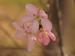 -天适樱花悠乐园