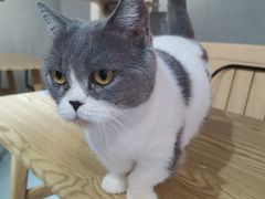 -豆逗聊愈猫阁Easy Life