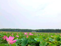 -洪湖生态旅游区