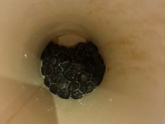 -CoCo都可(医学街店)