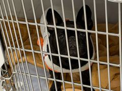 -北京派仕佳德动物医院·超导核磁·CT·神经科·骨科·内外科·急重症管理中心