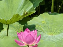 -荷塘月色湿地公园·向阳花洲