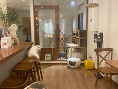 -有猫主题·治愈系猫咖(曾厝垵店)