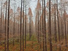 -黄海国家森林公园