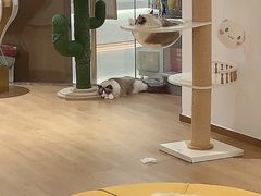 -1013 PET SHOP精品宠物商店(丁香店)