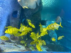 -太平洋海底世界