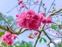 -深圳市中科院仙湖植物园