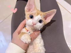 -欣宠猫屋·矮脚拿破仑·蓝金金渐层