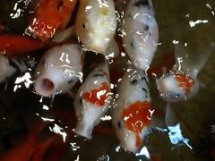 -弘医堂中医院