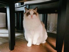 -Bastet sally猫舍购宠(静安店)