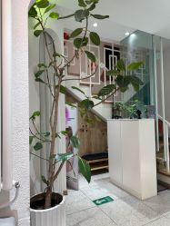 -薇薇安花系SPA