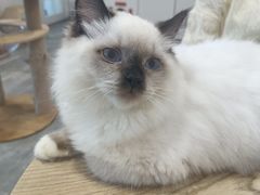 -楼上猫咖(罗湖店)