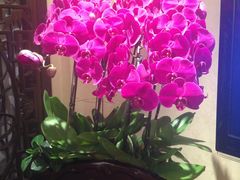 兰花-红墙花园酒店