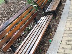 -银湖山郊野公园-相思林