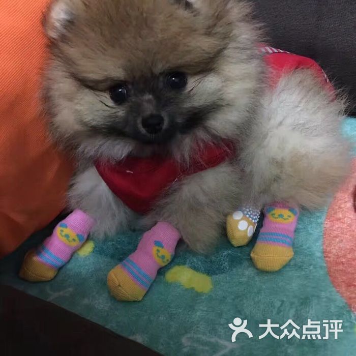 021博美犬舍圖片-北京購寵-大眾點評網