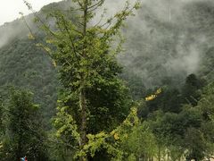 -牛背梁国家森林公园