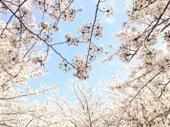 -高东镇樱花园
