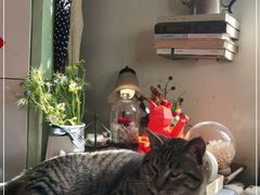 -海边的猫和咖啡馆
