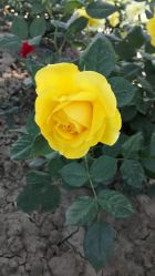 -大望京儿童游乐场