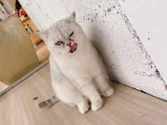 -藏猫猫咖啡主题馆(中央大道店)