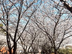 -高东镇樱花园