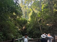 -西双版纳原始森林公园