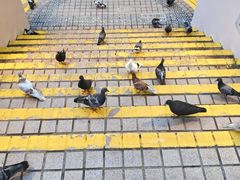 -九龙公园