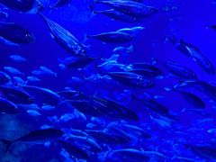 -太平洋海底世界