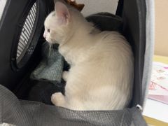 -瑞鹏宠物医院(大运分院)