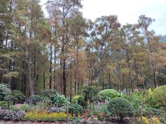 -深圳仙湖植物园