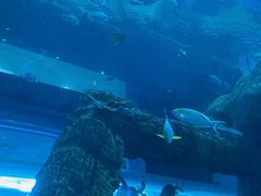 -乐从天佑城海洋馆
