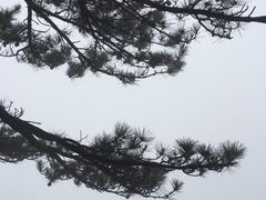 -庐山风景区花径公园