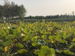 -东郊湿地公园