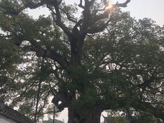 -新安江山水画廊风景区