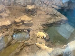 -西安曲江海洋极地公园
