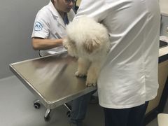 -谐和益家动物医院·免疫绝育·血液透析·宠保定点医院(高新伊藤分院)