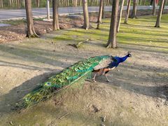 -昆山城市生态森林公园