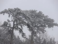 -阳台山自然风景区