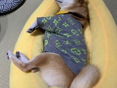-逗柴咖啡屋·狗咖猫咖宠物桌游