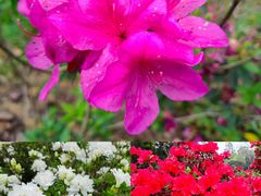 -中国科学院华南植物园
