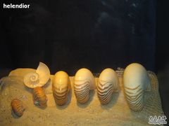 -亚龙湾中心广场·贝壳馆