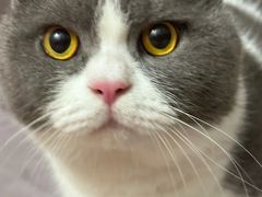 -佳怡动物医院·平价24小时·猫专科骨外科