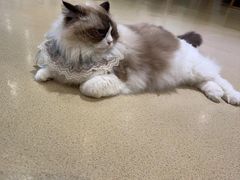 -藏猫猫咖啡主题馆(中央大道店)