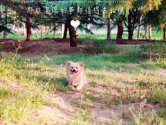 -大兴滨河森林公园