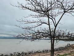 -深圳湾公园(南山区)