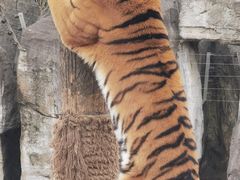 -上海野生动物园