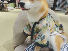 -逗柴咖啡屋·狗咖猫咖宠物桌游