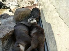 -西霞口神雕山野生动物世界