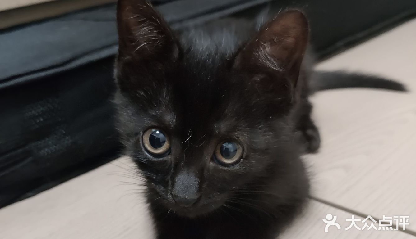 纯黑玄猫找领养呀